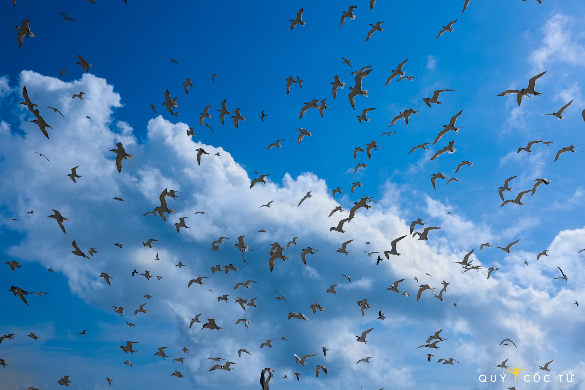 Những cánh chim nhạn bay rợp trời xung quanh Hòn Trứng - vẻ đẹp của tự nhiên hiếm thấy. Thông qua bộ ảnh, anh Hải An mong muốn truyền tải thông điệp: Hòn Trứng là một minh chứng cho thiên nhiên đa dạng cần gìn giữ và rất đáng tự hào của Việt Nam. Yêu thiên nhiên không cần phải khám phá bằng mọi giá, hãy trân trọng và bảo vệ cho thế hệ sau này.