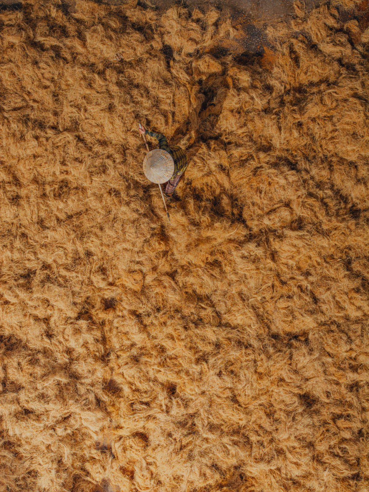 Người nông dân phơi xơ dừa, chuẩn bị cho các công đoạn kế tiếp để làm chỉ xơ dừa. Nguyên liệu này có thể sản xuất thành thảm, chiếu, lưới, làm trụ cho cây leo...