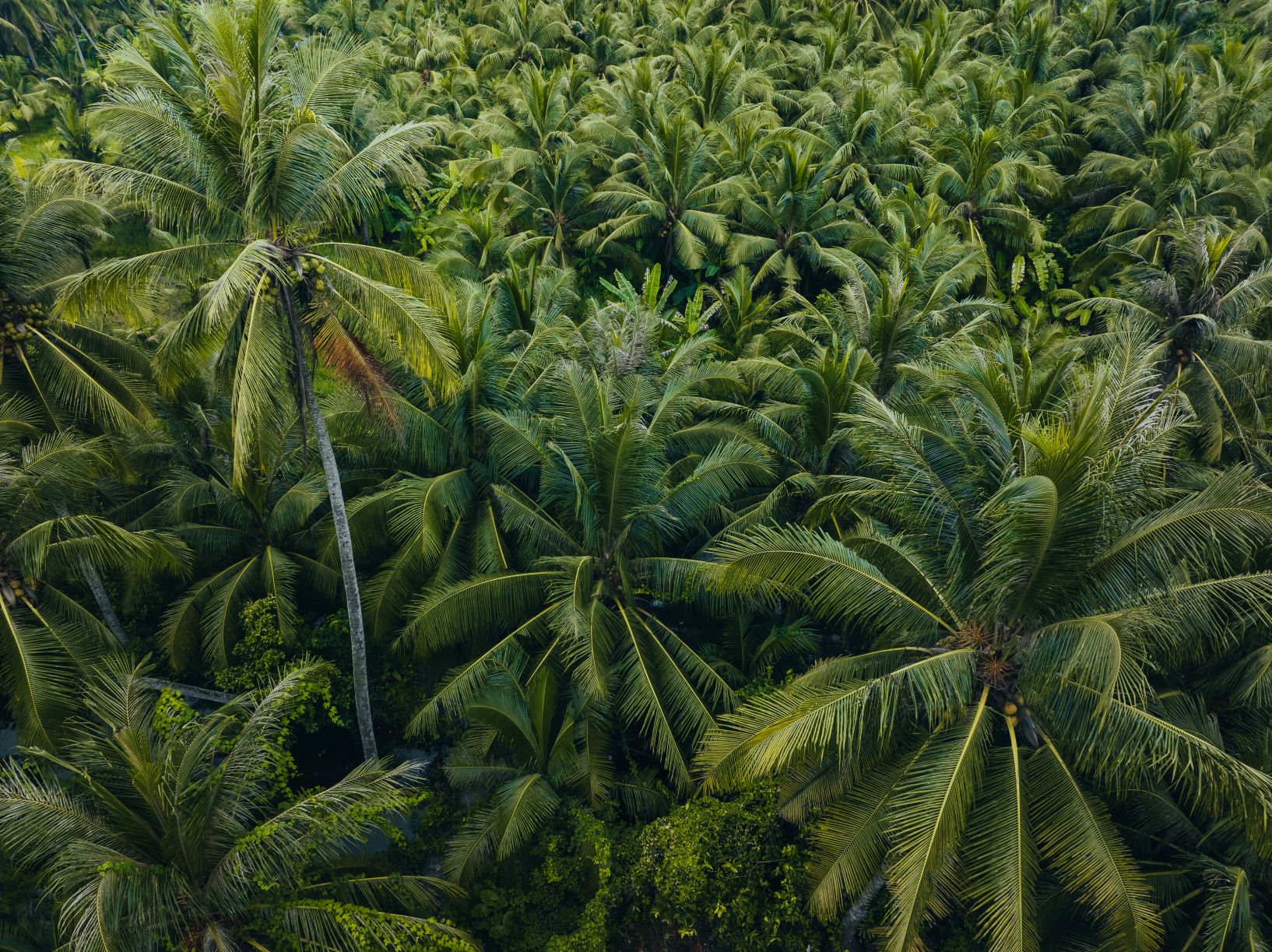 Trong chuyến khám phá miền Tây mới đây, nhiếp ảnh gia Nguyễn Khánh Vũ Khoa ghé thăm Bến Tre (nay thuộc tỉnh Vĩnh Long) khi từ Trà Vinh về lại TP HCM. Nơi này từng là nơi có diện tích trồng dừa lớn nhất nước và được mệnh danh “xứ sở dừa“. Vẻ đẹp vùng đất này, từ con người tới cảnh vật làm “say lòng” lữ khách đường xa. Những nét bình dị làm anh Vũ Khoa ghé lại 2 ngày, sáng tác bộ ảnh “Bến Tre - đất và người“.