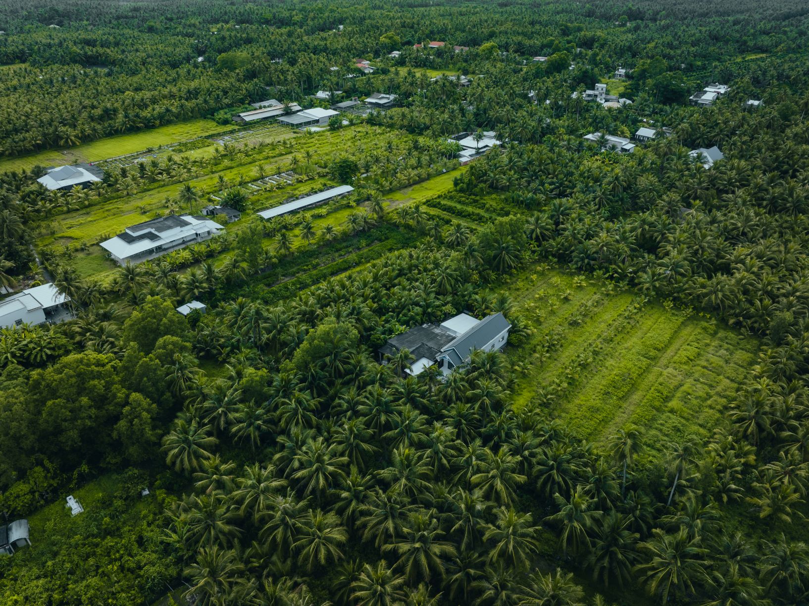 Màu xanh trù phú của quê hương Đồng Khởi. Dừa trồng bạt ngàn hàng chục nghìn ha như một cánh rừng bao bọc, bảo vệ các làng quê, thôn xóm.