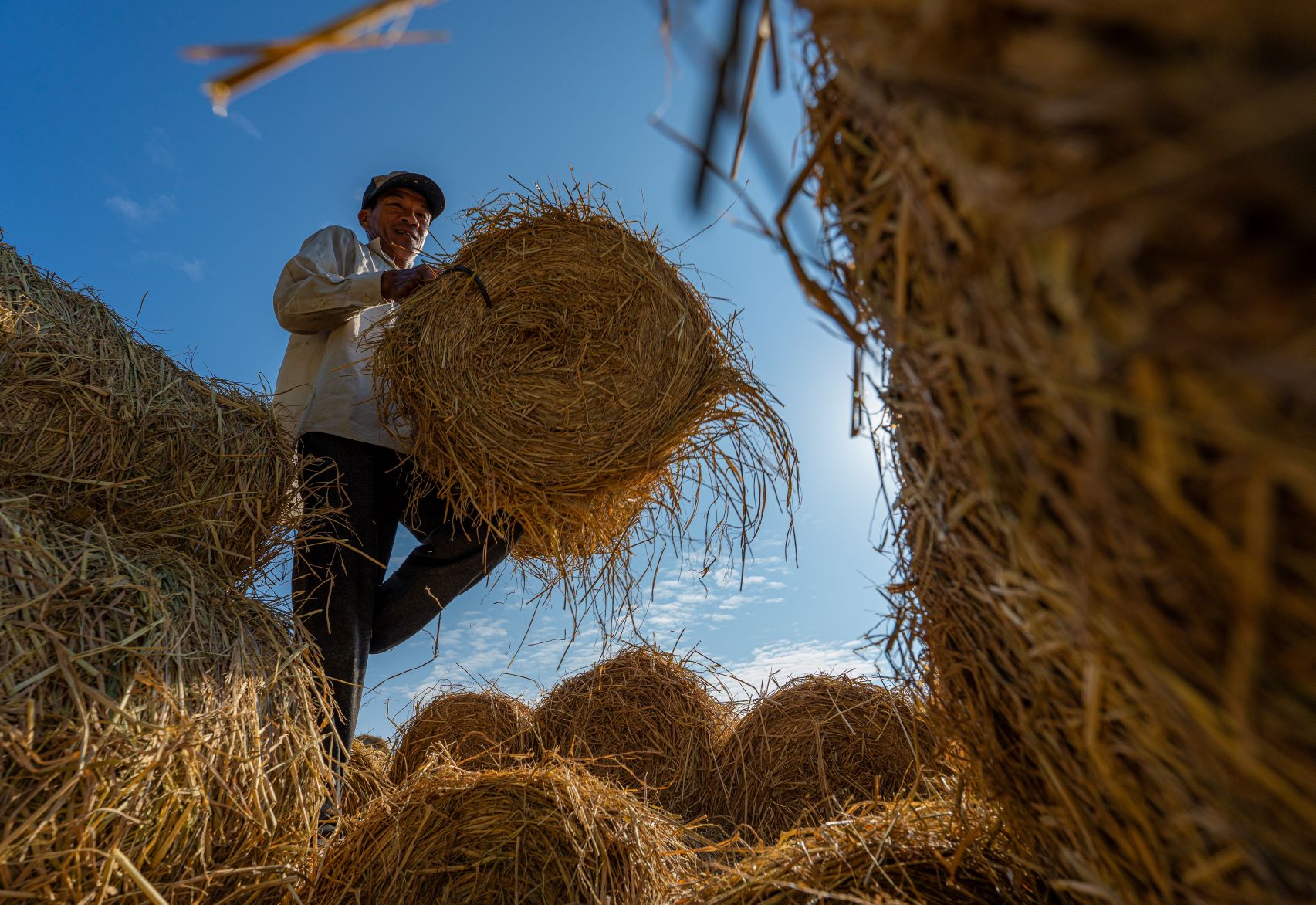 Công việc thu gom rơm rạ qua ống kính của nhiếp ảnh gia. Rơm được đóng thành cuộn để dễ vận chuyển hơn, mỗi cuộn rơm ở đây bán giá khoảng 20.000 - 30.000 đồng.