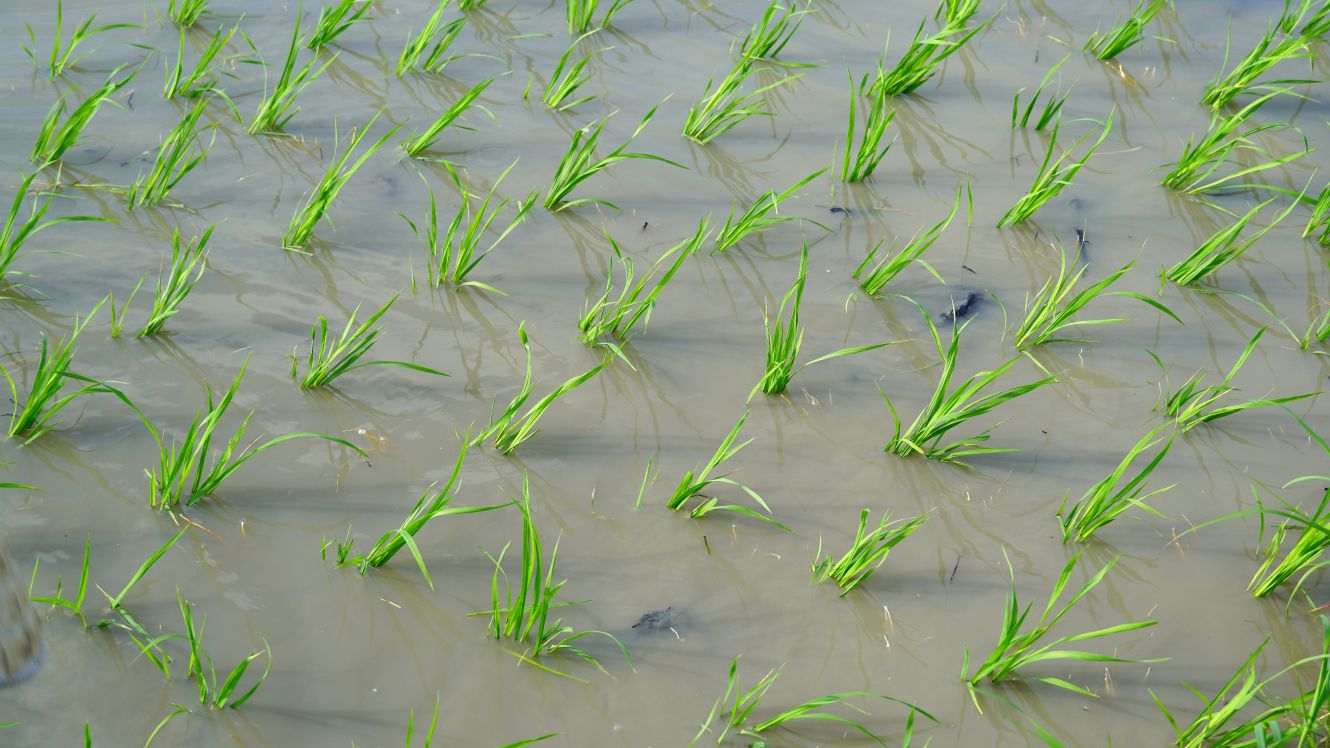 Việc giặm lúa không chỉ mang tính “trang trí” mà còn quyết định đến sản lượng thu hoạch. Những chỗ lúa mọc thưa sẽ được giặm lại từ nơi sạ dày như cách người nông dân vá lành những vết đứt của đồng ruộng.