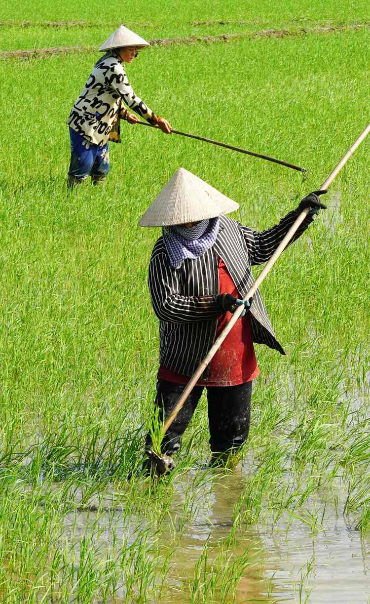 Chị Sơn Thị Quyên - một lao động thời vụ - cho biết mỗi ngày chị làm việc từ 6 giờ sáng đến 14 giờ chiều. Công việc không quá nặng nhưng đòi hỏi sự kiên nhẫn và sức bền giữa trời nắng. “Cúi lưng cả buổi, nhưng được 200.000 đồng, với tôi là đủ sống ở quê”,