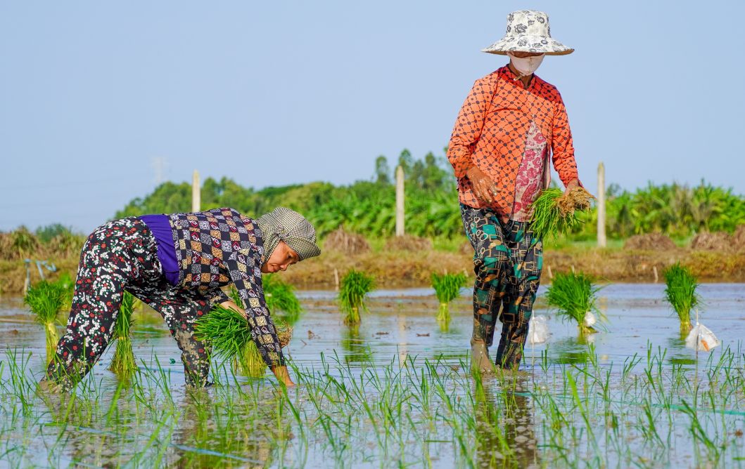 Công việc có thể nhọc nhằn, nhưng với nhiều người, mỗi ngày cúi lưng là mỗi ngày no đủ. Họ không chỉ cấy lúa, giặm cây, mà còn gieo lên những giấc mơ bình dị giữa đời thường.