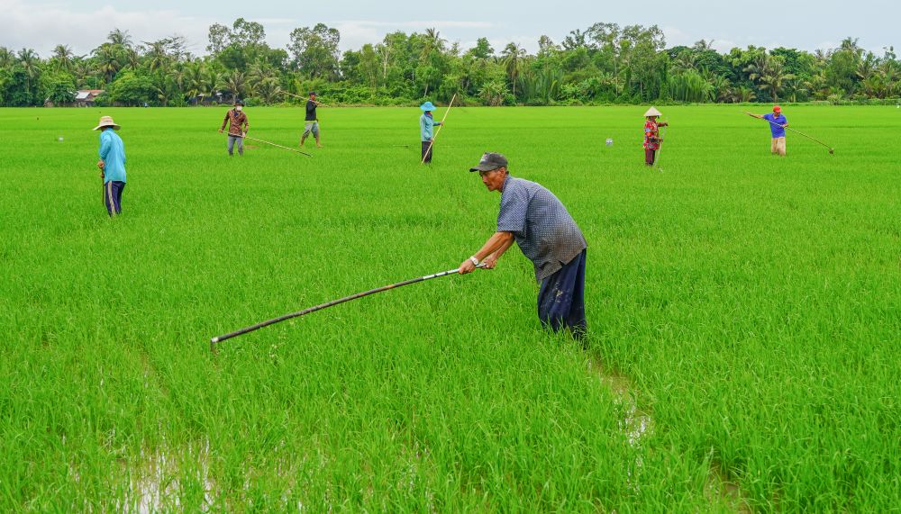 Ông Quách Thùy, cũng ở xã Tài Văn, cho biết gia đình ông canh tác khoảng 7.000 m² ruộng. Sau khi chăm sóc lúa nhà, ông đi giặm thuê cho các hộ xung quanh để tăng thêm thu nhập. “Lao động trẻ hiện nay phần lớn đi làm ăn xa, nên vào mùa giặm rất thiếu nhân công. Tôi tranh thủ làm thêm, mỗi ngày cũng kiếm được 200.000 đồng đủ trang trải cuộc sống,” ông nói.
