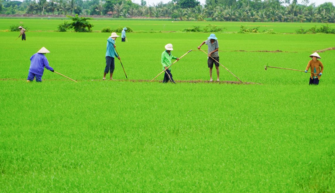 Anh Danh Khánh Duy, chủ 10ha đất trồng lúa, cho biết: “Tôi phải thuê hơn 20 người làm cả tuần mới xong. Không có họ thì không biết xoay xở sao.” Việc giặm thuê vừa giúp nông hộ hoàn thiện mùa vụ, vừa tạo công ăn việc làm cho hàng trăm lao động trong xã.