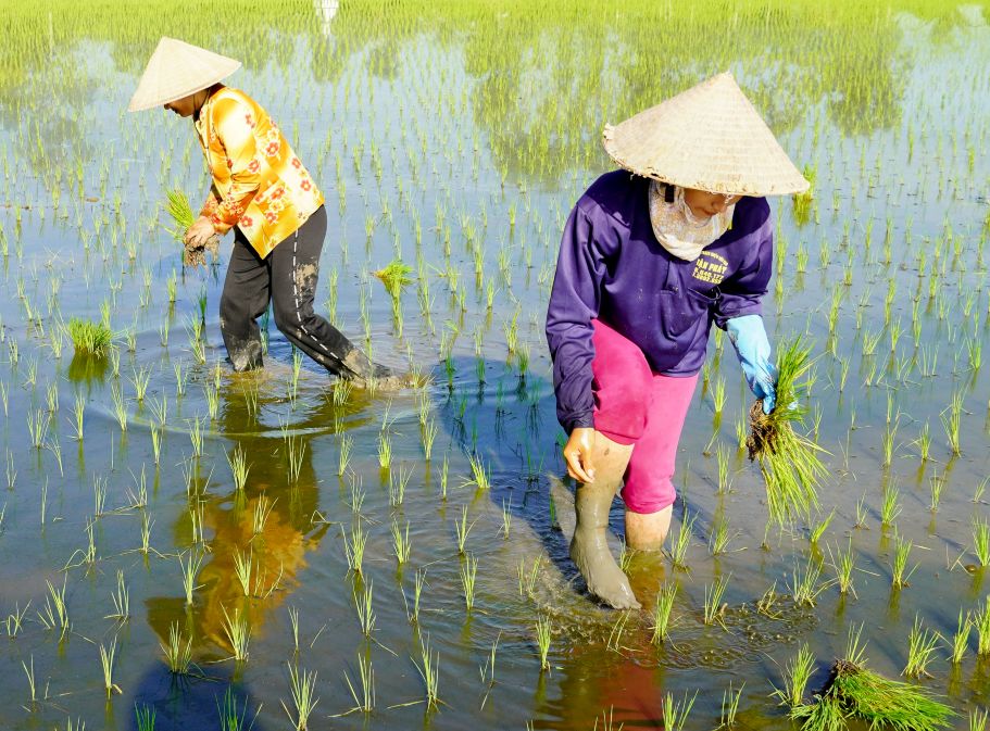 Ở những nơi áp dụng công nghệ gieo mạ và cấy máy, việc giặm lúa nhẹ nhàng hơn, giúp người lao động hoàn thành công việc nhanh chóng và có thể nhận thêm nhiều ruộng của các chủ khác.