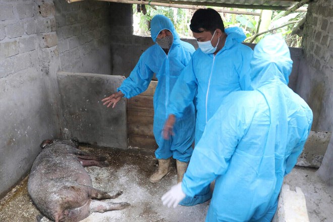 18 xã của tỉnh Phú Thọ bùng phát dịch tả lợn châu Phi