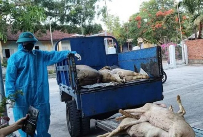 Dịch tả lợn hoành hành, giám sát việc tiêm vaccine để tránh lây lan