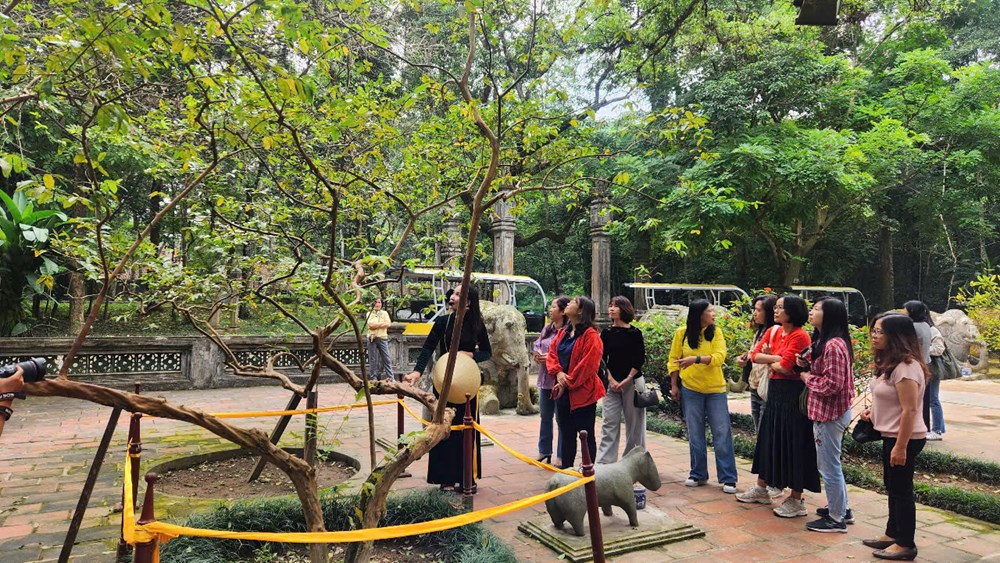 Huyền thoại dưới tán cổ thụ: Khi cây lim rơi lệ, cây ổi mỉm cười - ảnh 3