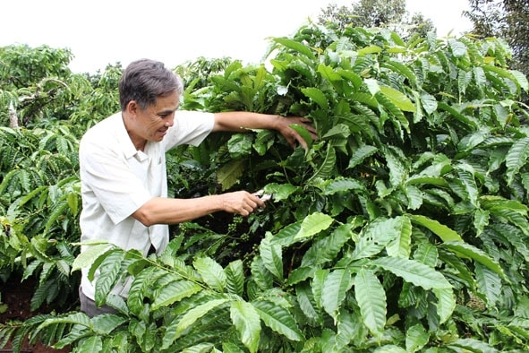 Giá nông sản hôm nay 24/7/2025: Giá cà phê bật tăng mạnh, hồ tiêu bất ngờ