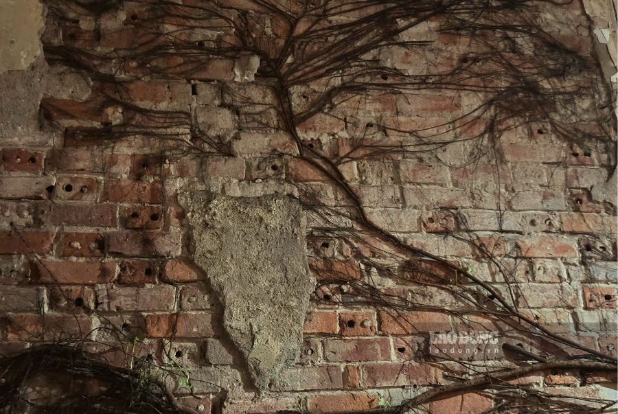 Những mảng tường cây leo phủ kín là minh chứng cho sự cổ kính của căn nhà 100 năm tuổi. Ảnh: Tường Vy