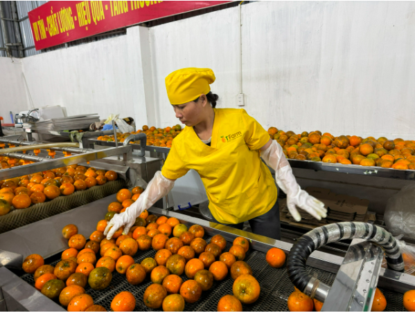 Nông sản được chế biến sạch, đảm bảo tiêu chuẩn cao. Ảnh: Thu Hằng