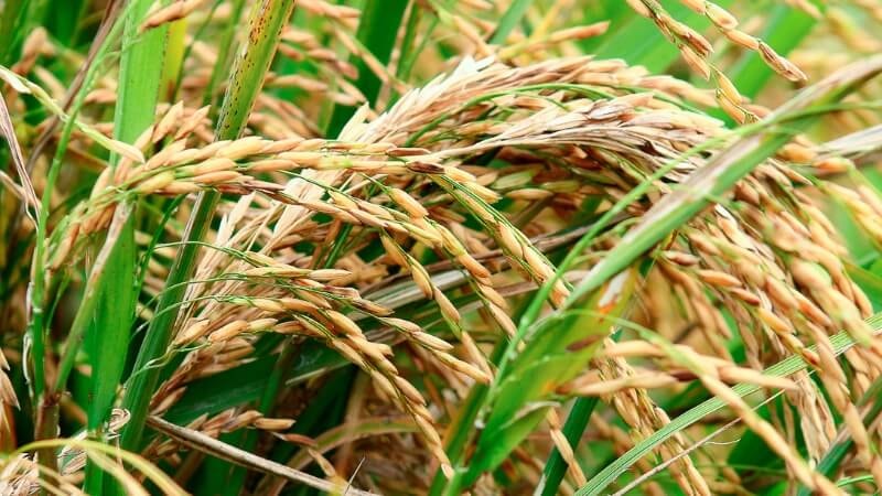 Giá lúa gạo hôm nay 7/12/2022: Ổn định trên hầu hết các giống lúa gạo