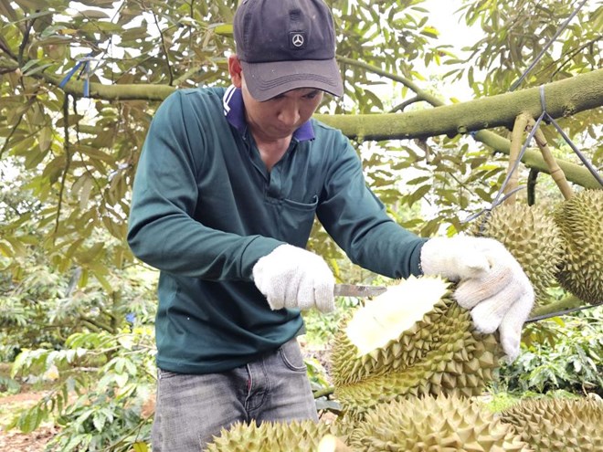 Thủ phủ sầu riêng Đắk Lắk cần bộ quy chuẩn đánh giá chất lượng