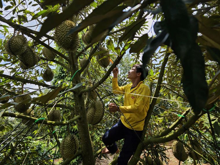 Thợ gõ kiểm tra độ già của trái sầu riêng. Ảnh: Thanh Quỳnh