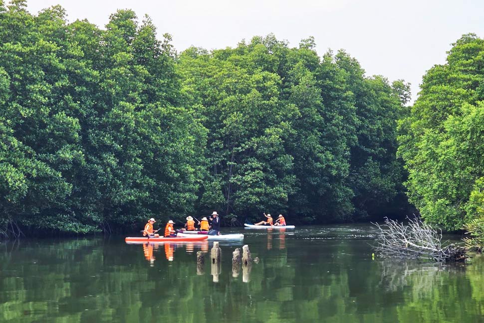 Du khách chèo SUP tham quan rừng ngập mặn ở Cồn Chim. Ảnh: Kim Loan