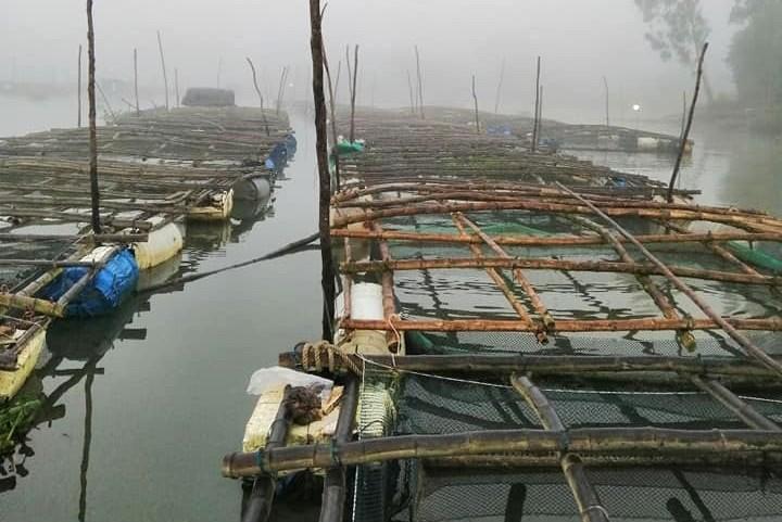 Khoảng 4630 lồng bè và 3.110 hecta nuôi thủy sản (tôm, cua, cá, ốc hương...) của nông dân Đà Nẵng nín thở chờ vượt bão số 5. Ảnh: Nguyễn Hoàng