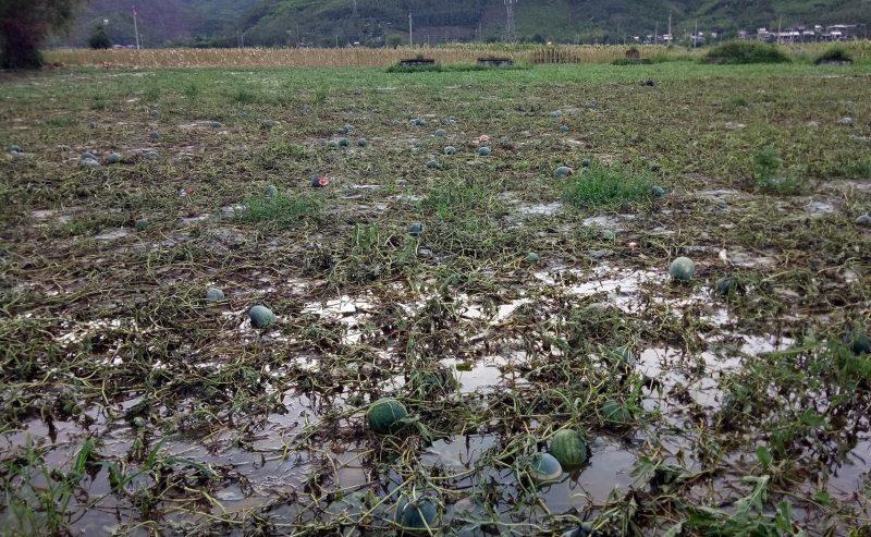 Sau đợt mưa lớn tháng 6.2025, cả nghìn hecta lúa, hoa màu, dưa hấu vụ hè thu ở vùng rốn lũ Đại Lộc, Đà Nẵng đã bị ngập úng, hư hại. Ảnh: Đại Lộc
