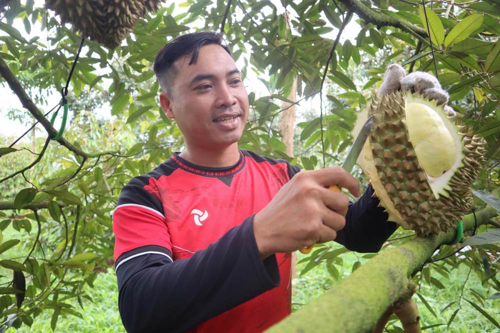 Thợ gõ mở trái sầu riêng để kiểm tra cơm sầu. Ảnh: Chí Long