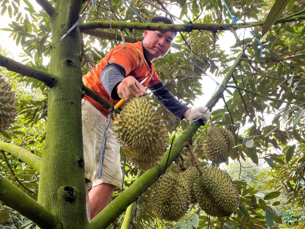 Trái sầu riêng đủ đi