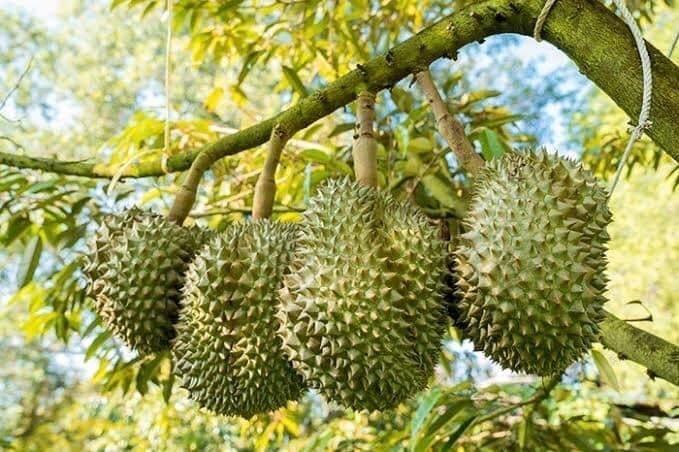 Giá sầu riêng hôm nay 10/9 duy trì ổn định tại các vùng trọng điểm