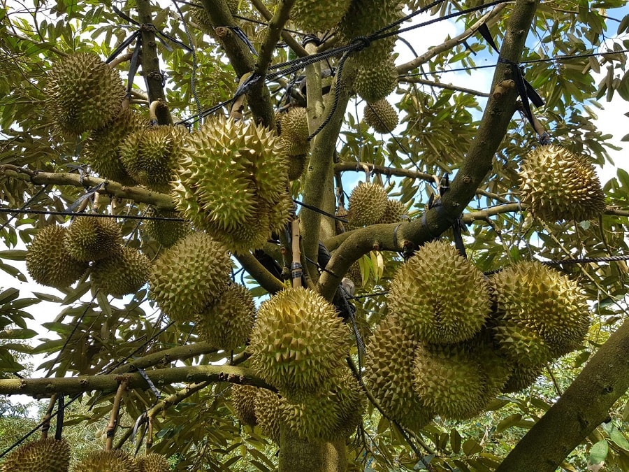 Giá sầu riêng hôm nay 13/8 tăng tại nhiều vùng, sầu Thái VIP ở Đắk Lắk giữ mức 90.000 đồng/kg