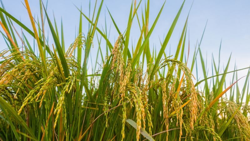 Giá lúa gạo hôm nay 15/10: Thị trường ổn định