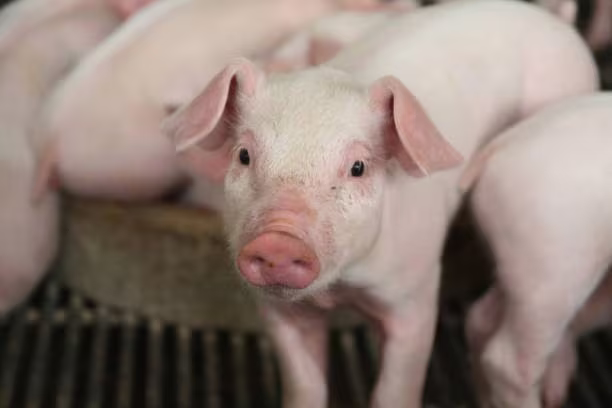 Giá lợn hơi chưa dừng đà giảm Giá lợn hơi chưa dừng đà giảm