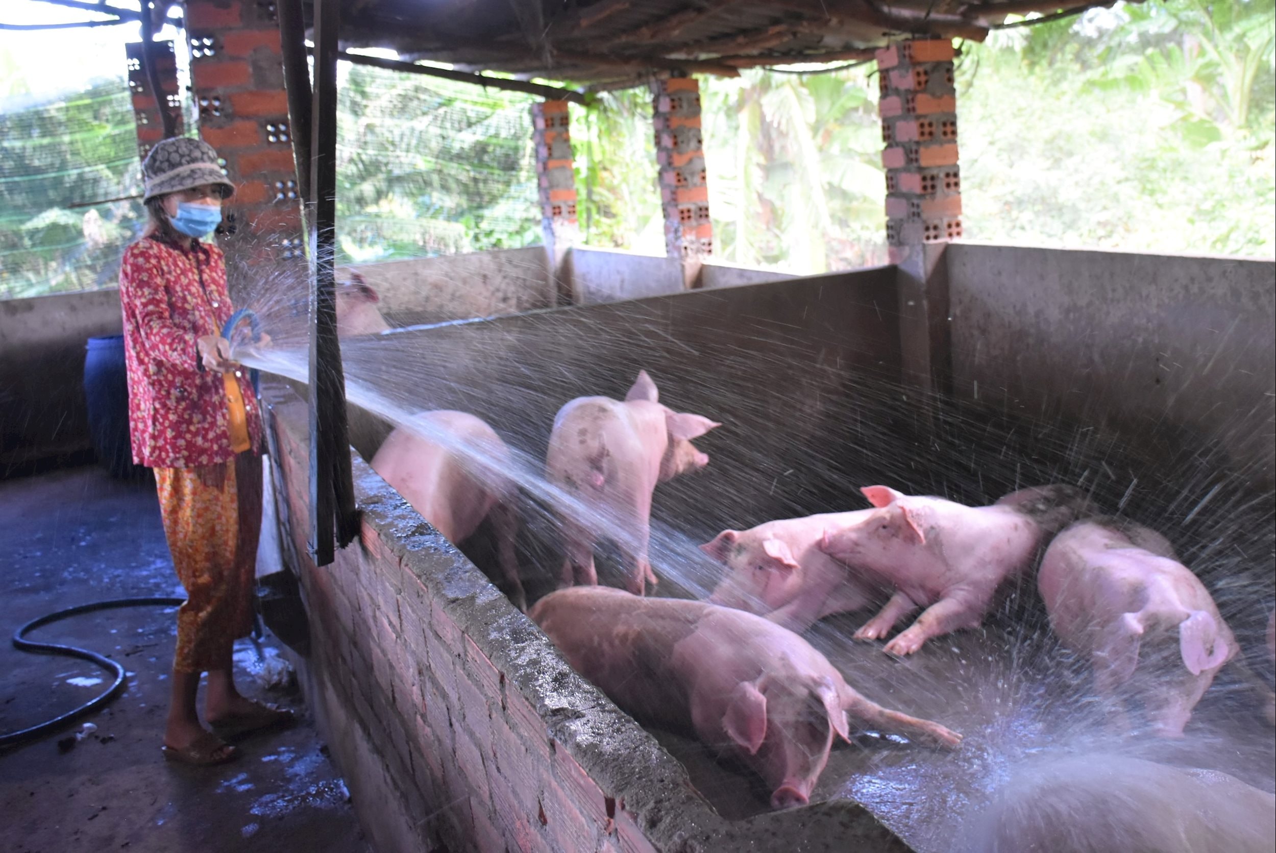 Giá heo hơi hôm nay 12 11 3 miền tiếp tục lao dốc, đỉnh 51.000 đồng kg biến mất