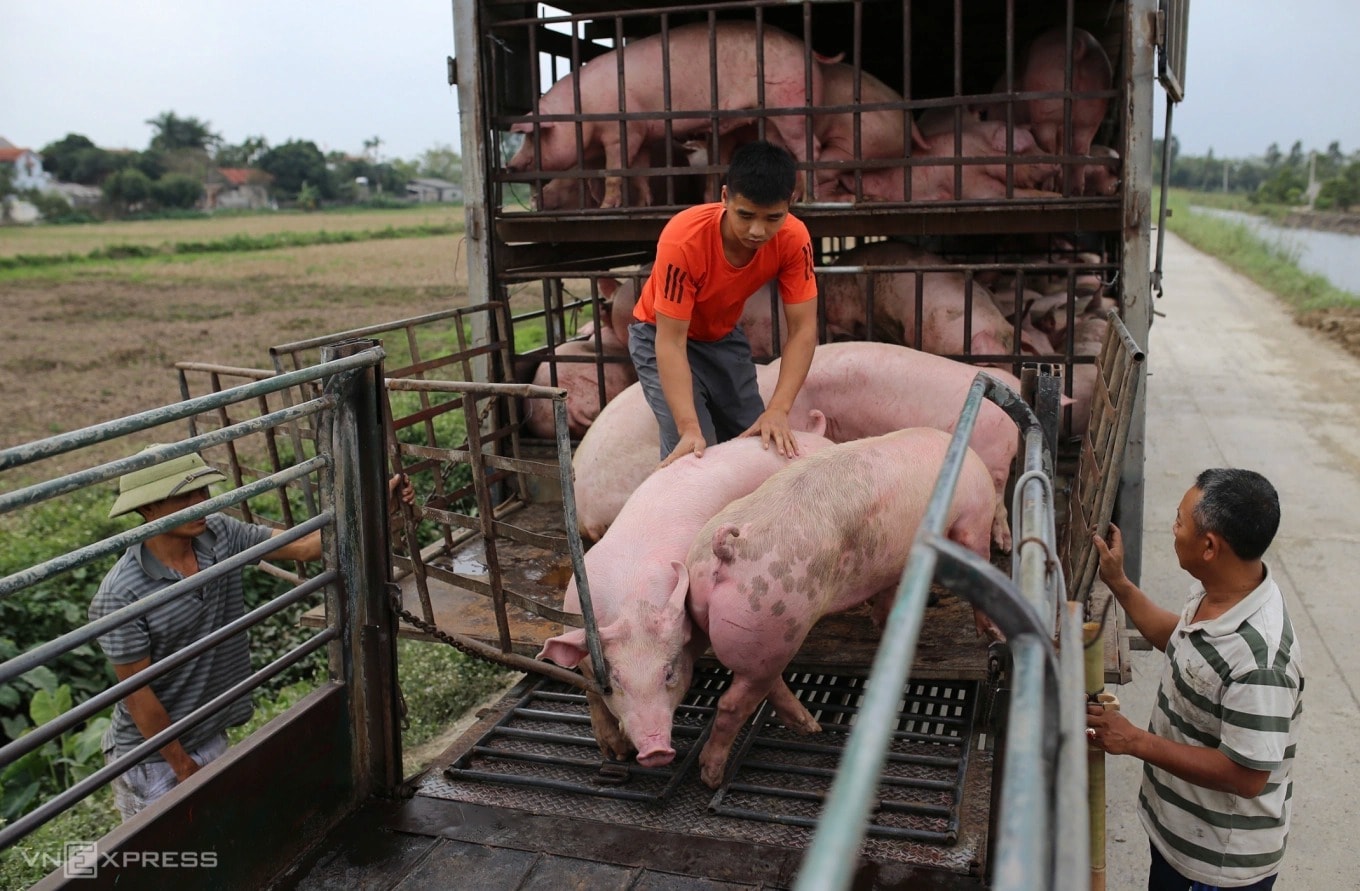 Giá heo hơi hôm nay 18 11 Miền Bắc điểm xanh, miền Trung đỏ chót