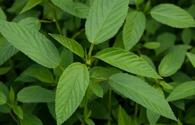 Lợi ích bất ngờ của rau đay hỗ trợ giảm axit uric