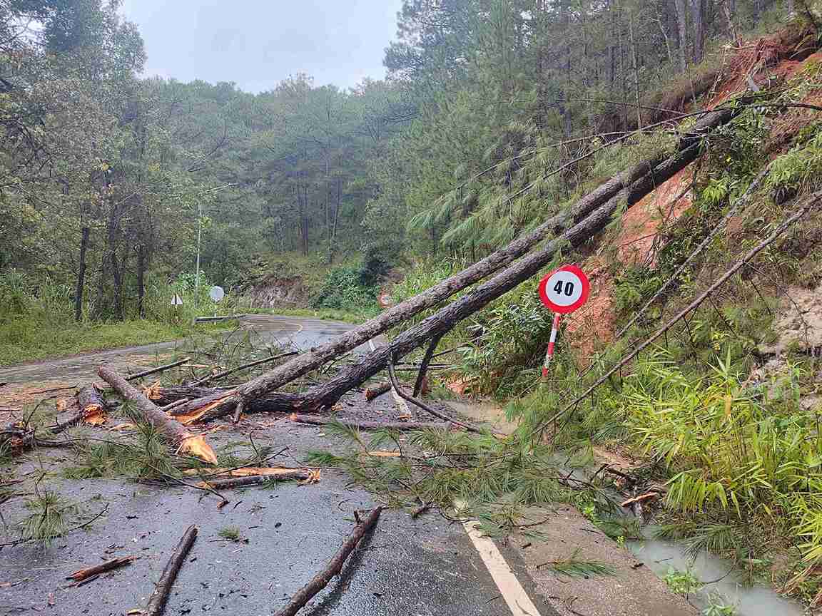 Trên đèo Mimosa còn ghi nhận thêm 4 điểm cây thông ngã đổ chắn ngang đường. Ảnh: Phúc Khánh