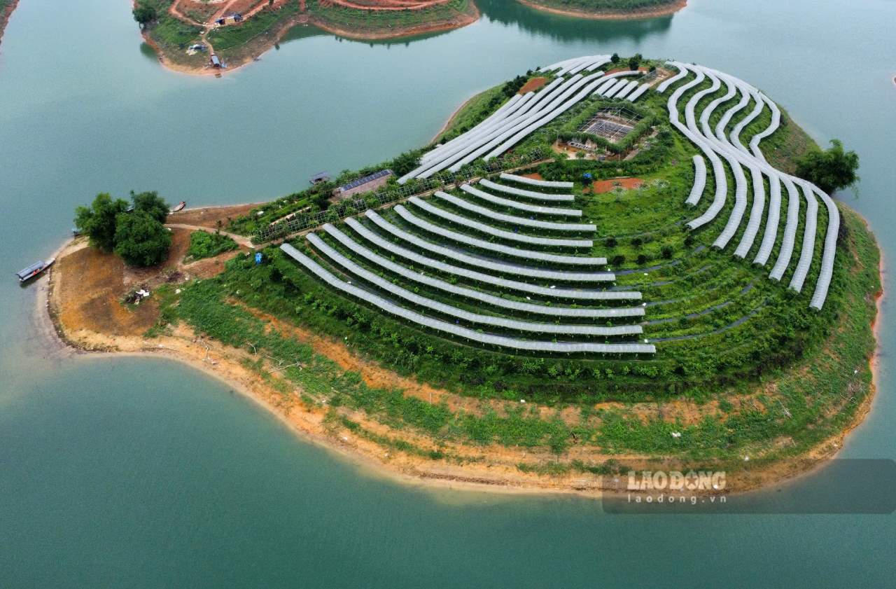 Vườn nho của của người dân tọa lạc giữa lòng hồ Thác Bà khiến nhiều du khách thích thú. Ảnh: Văn Đức.