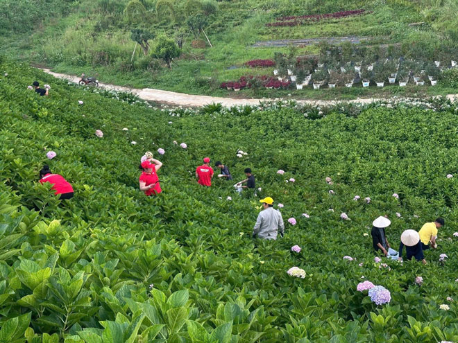 Sa Pa cải tạo cảnh quan đón khách.