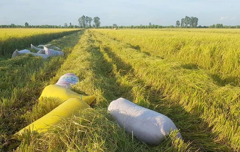 Bản tin nông sản hôm nay (10-12): Giá cà phê giảm sâu, giá hồ tiêu biến động trái chiều