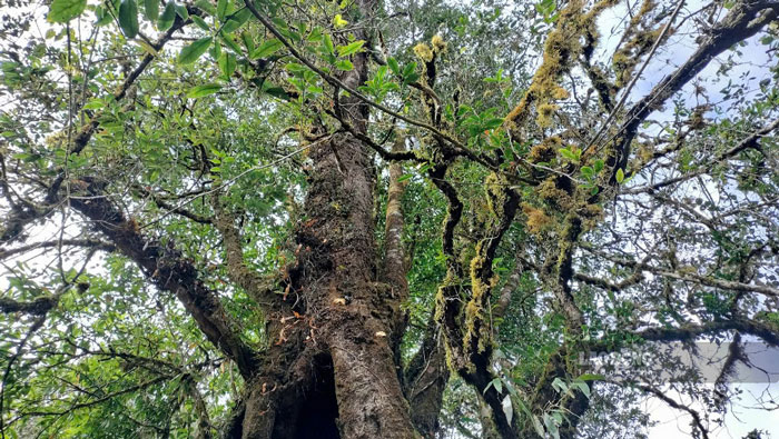 Khu Bảo tồn hiện còn rất nhiều hệ động, thực vật vô cùng quý hiếm, cần được bảo vệ. Ảnh: Bảo Nguyên