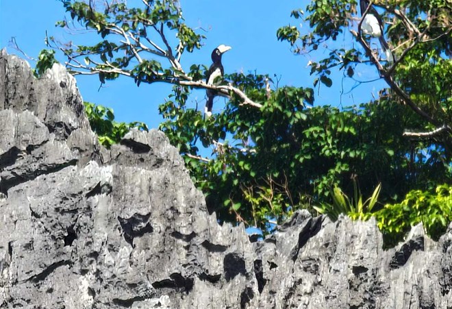 Đôi chim lạ trên vịnh Hạ Long là Hồng hoàng hay Cao cát?