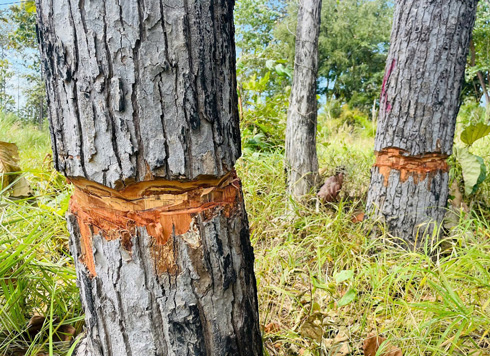 Ken cây để cây chết dần, sau đó vận chuyển đi bán củi, vị trí cách đồn Biên phòng đóng tại xã Ia Mơ chỉ khoảng 5Km. Ảnh: Hiền Trần